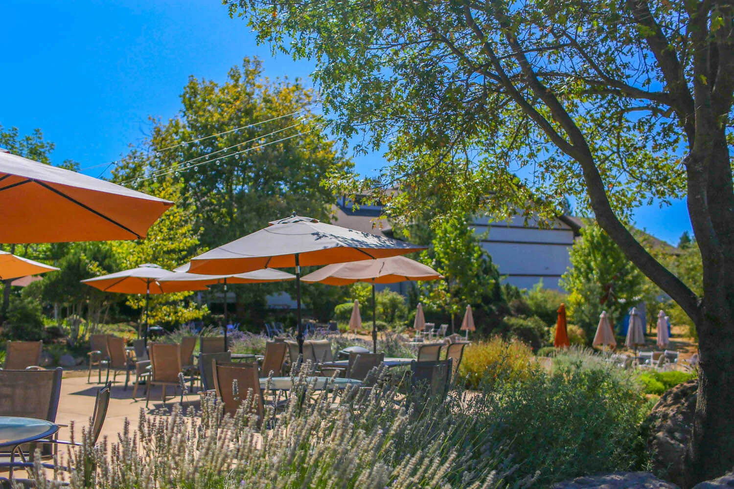 Apple hill wineries online